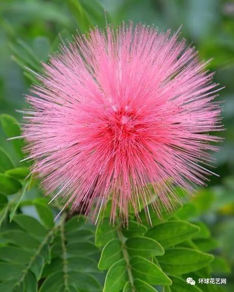 年末花语大集结150种常见花材花语震撼来袭