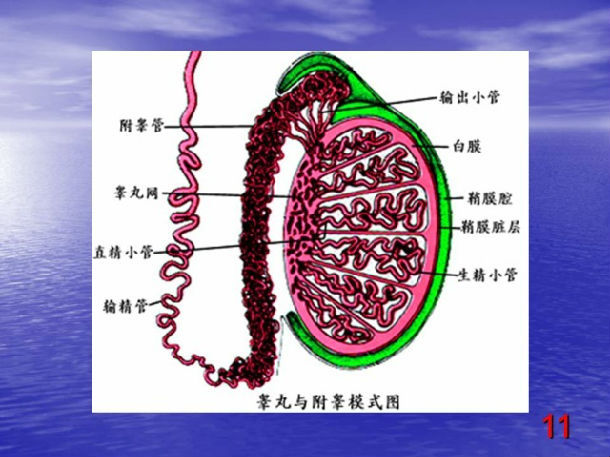 睾丸穿刺活检和显微镜下睾丸切开取精术