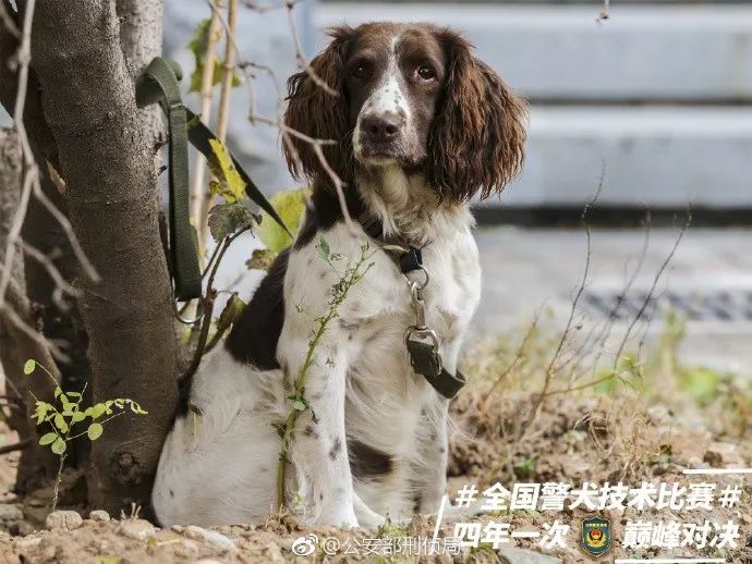 貼創可貼警犬走紅 表情包都出瞭！網友：這是男子漢的勛章