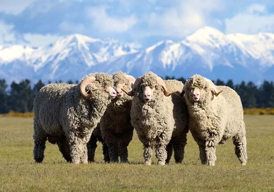 图片来自网络 羊毛方面,选用的是澳大利亚超细美利奴羊毛,纤维的平均
