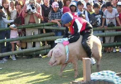 日本再现"骑猪"比赛,坚持10秒奖励50万,网友:人猪一起