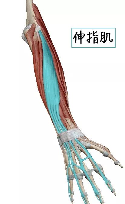 部 动作是伸直及内收手腕 起源于肱骨外上髁连接到第五指伸肌的肌腱膜