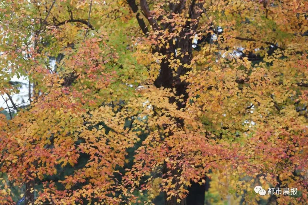 在香榭丽舍大街的东段,有一大片金色的秋林和草坪,一阵风吹过,金灿灿