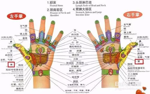 手部有很多与人体器官内脏相连的经络穴位,对手部反射区进行按摩,能