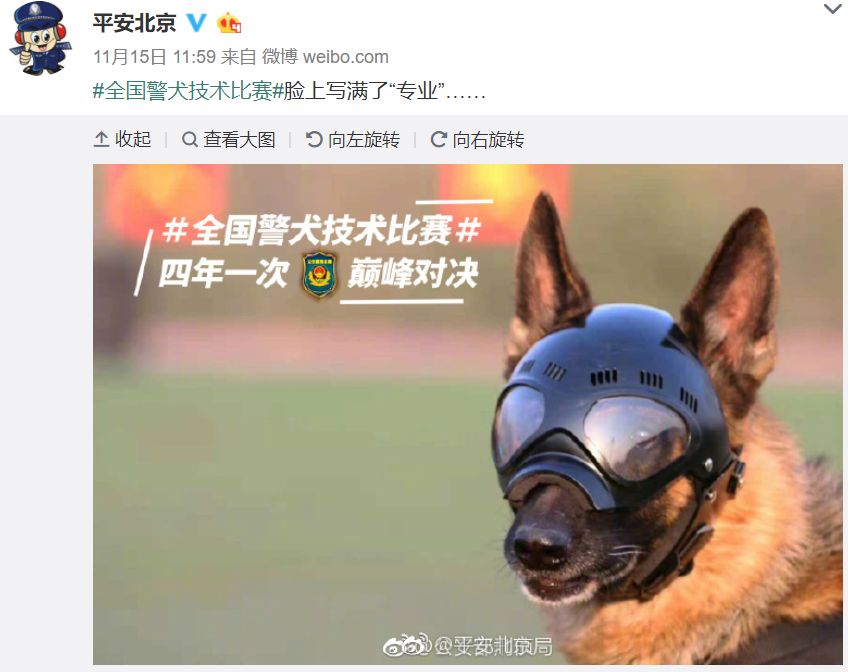 貼創可貼警犬走紅 表情包都出瞭！網友：這是男子漢的勛章