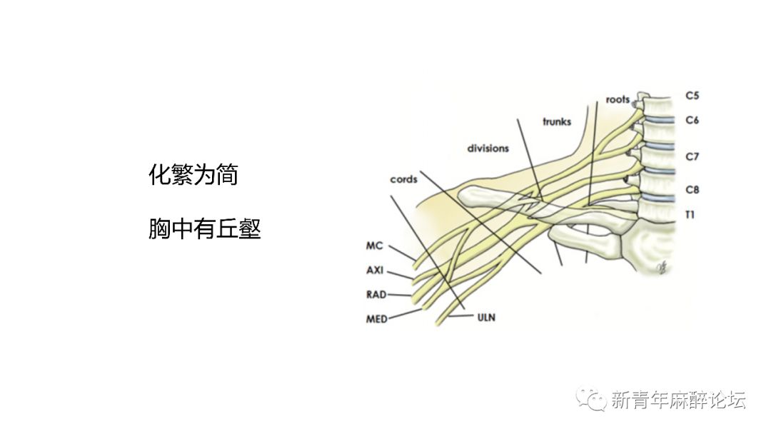 上肢神经解剖与超声引导神经阻滞_臂丛