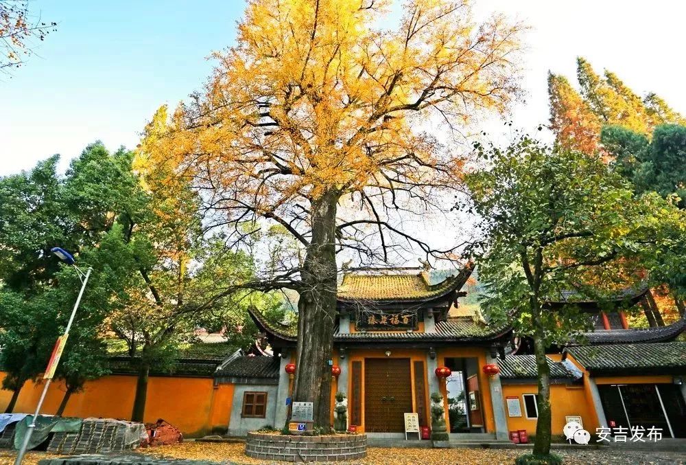 地点:灵峰街道灵峰寺寺庙门口 6