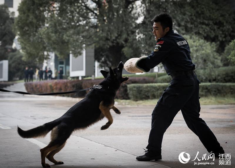 据悉,这支犬队将在训导员的带领下,担负监狱的警戒,巡逻,防暴处突和