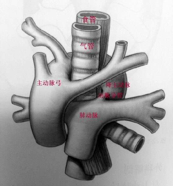 胎儿主动脉弓右面要紧吗? (转载)