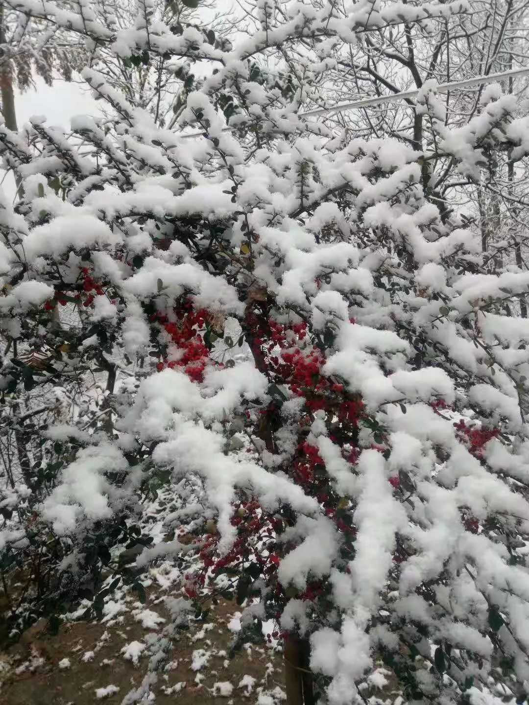 下雪了!今年冬天徽县的第一场雪如期而至…已刷爆朋友圈(视频 图片)