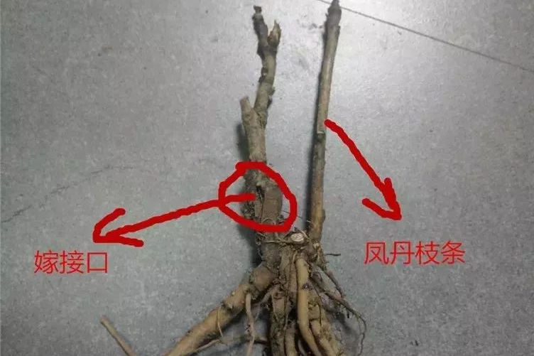 牡丹品种苗和凤丹苗区分方法