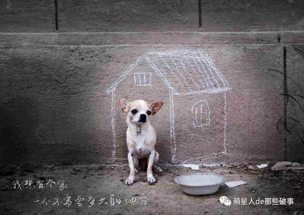 冬天是流浪动物最难熬的日子,他们希望有个遮风挡雨的地方!