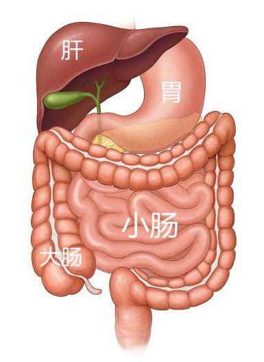 都有一根小肠 上端与胃相通 下端与大肠相连 还有一根大肠 下端连接着