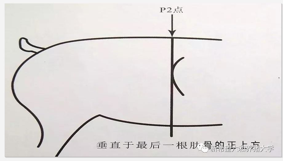 i分享|最全面的规模猪场母猪背膘测定标准,值得收藏!