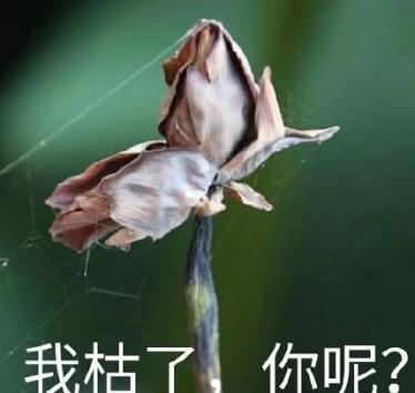 我枯了你呢什么意思 我枯了的荷花表情包