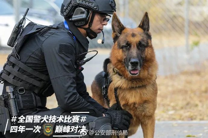 貼創可貼警犬走紅 表情包都出瞭！網友：這是男子漢的勛章