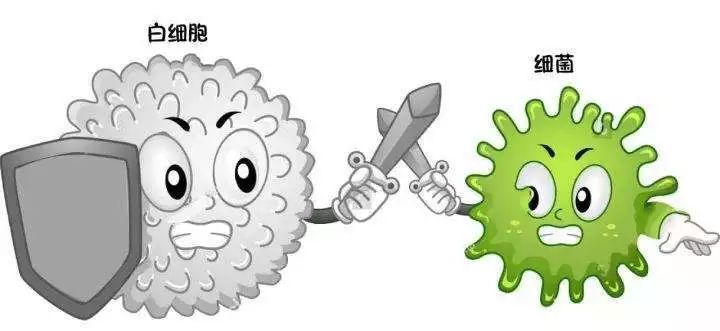 白细胞的形态分类中性粒细胞占比最高,它能够吞噬和杀死细菌,防止细菌