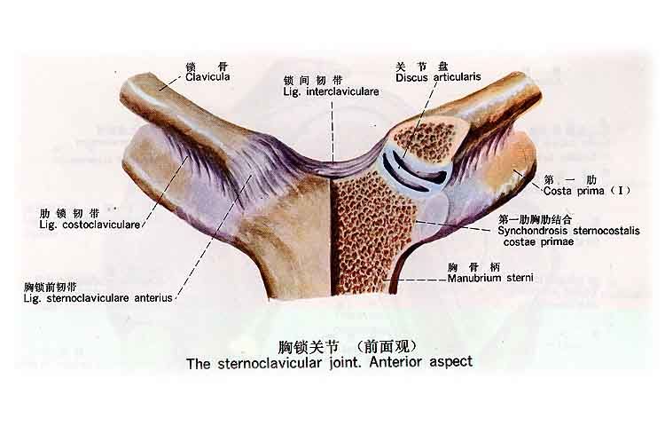 由胸骨的锁骨切迹与锁骨内端组成.关节腔内有关节盘.