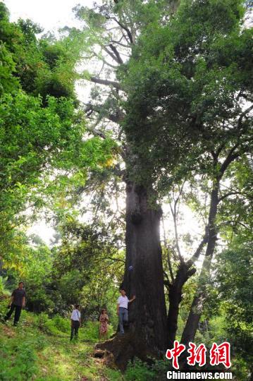 昆明市摸清古树名木"家底":最老一株树龄达1200年