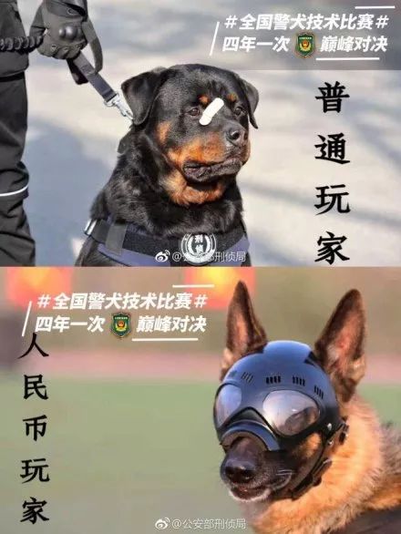 貼創可貼警犬走紅 表情包都出瞭！網友：這是男子漢的勛章