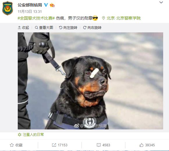 貼創可貼警犬走紅 表情包都出瞭！網友：這是男子漢的勛章