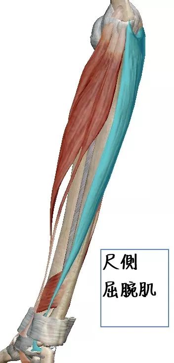 肘关节解剖(二)_肌肉