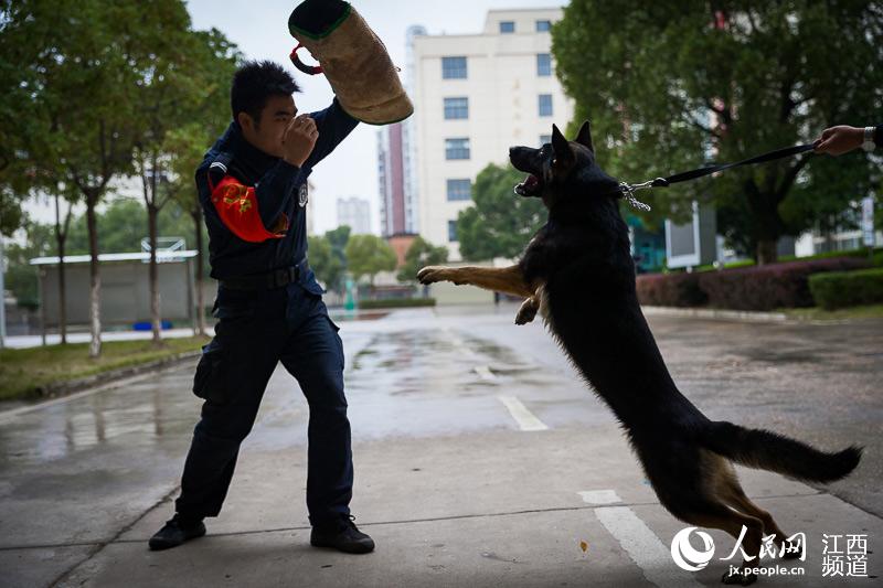 据悉,这支犬队将在训导员的带领下,担负监狱的警戒,巡逻,防暴处突和