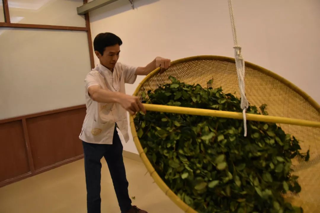 世界三大茶类当中,乌龙茶的制作工艺最为精湛,工序也特别的多,所以