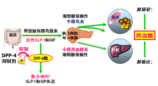 新型降糖药物-二肽基肽酶iv抑制剂_格列