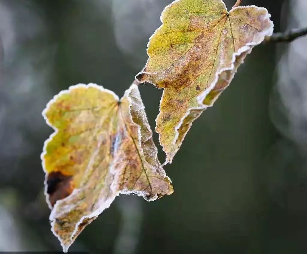 悦读诗丨一片叶子掠过冬天的手