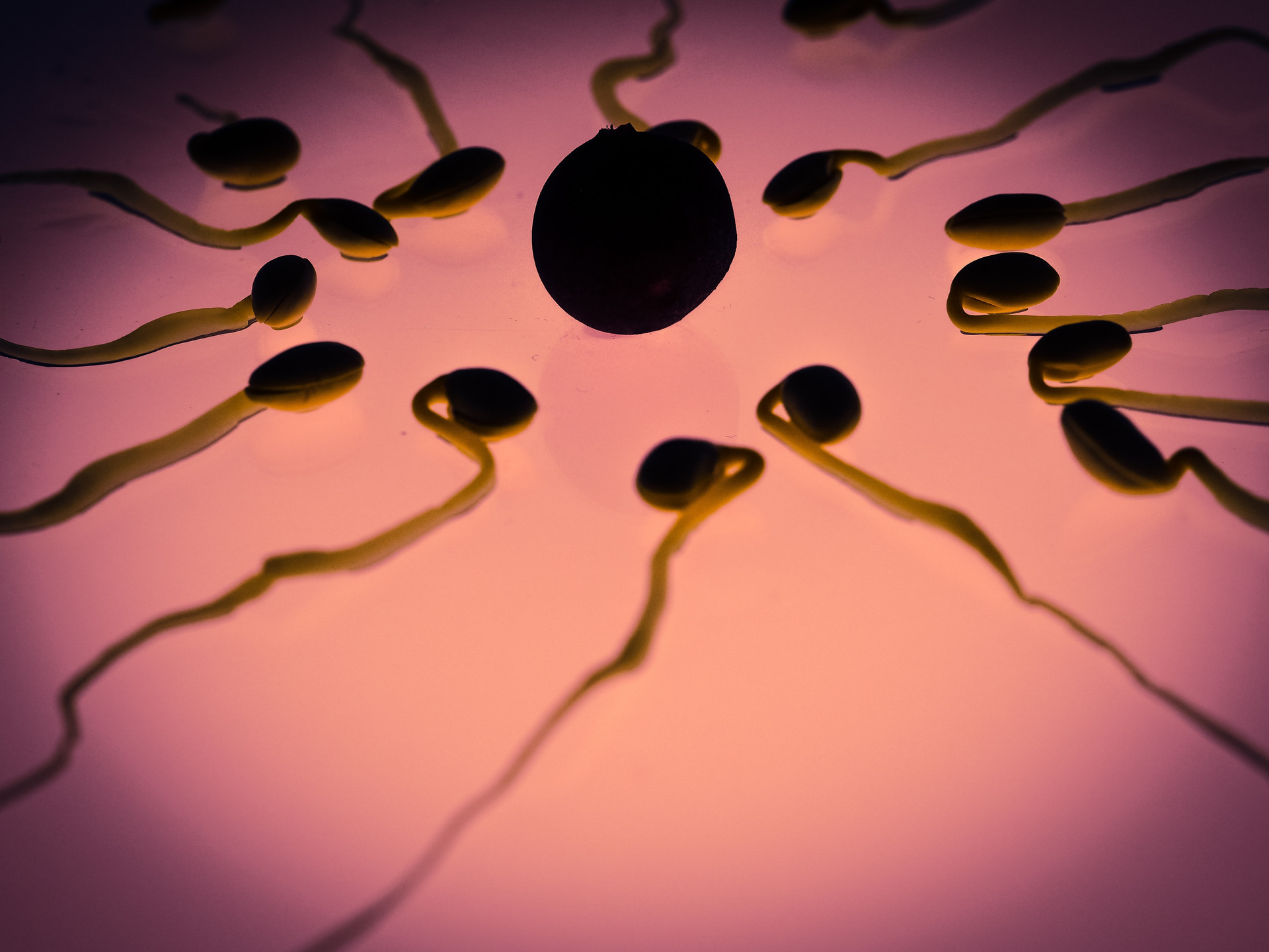 精子卵细胞图片素材-编号08652475-图行天下