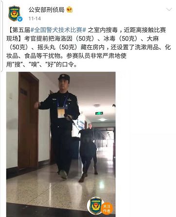 貼創可貼警犬走紅 表情包都出瞭！網友：這是男子漢的勛章