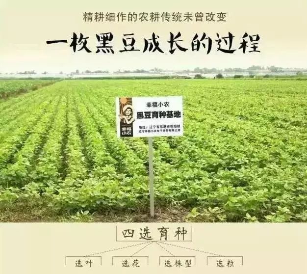 张玉鹏是乡里第一个大规模种植黑豆的人,头一年就套种了1 000亩.