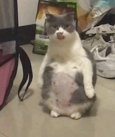 怀孕猫妈肚子大得像企鹅,每天只能站着很辛苦