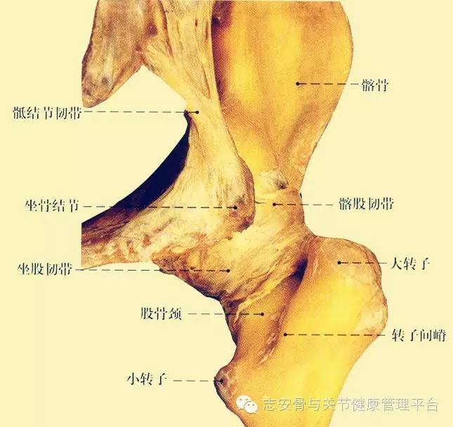 骶髂劳损有什么特点?怎样处理?