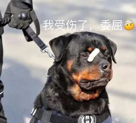 貼創可貼警犬走紅 表情包都出瞭！網友：這是男子漢的勛章