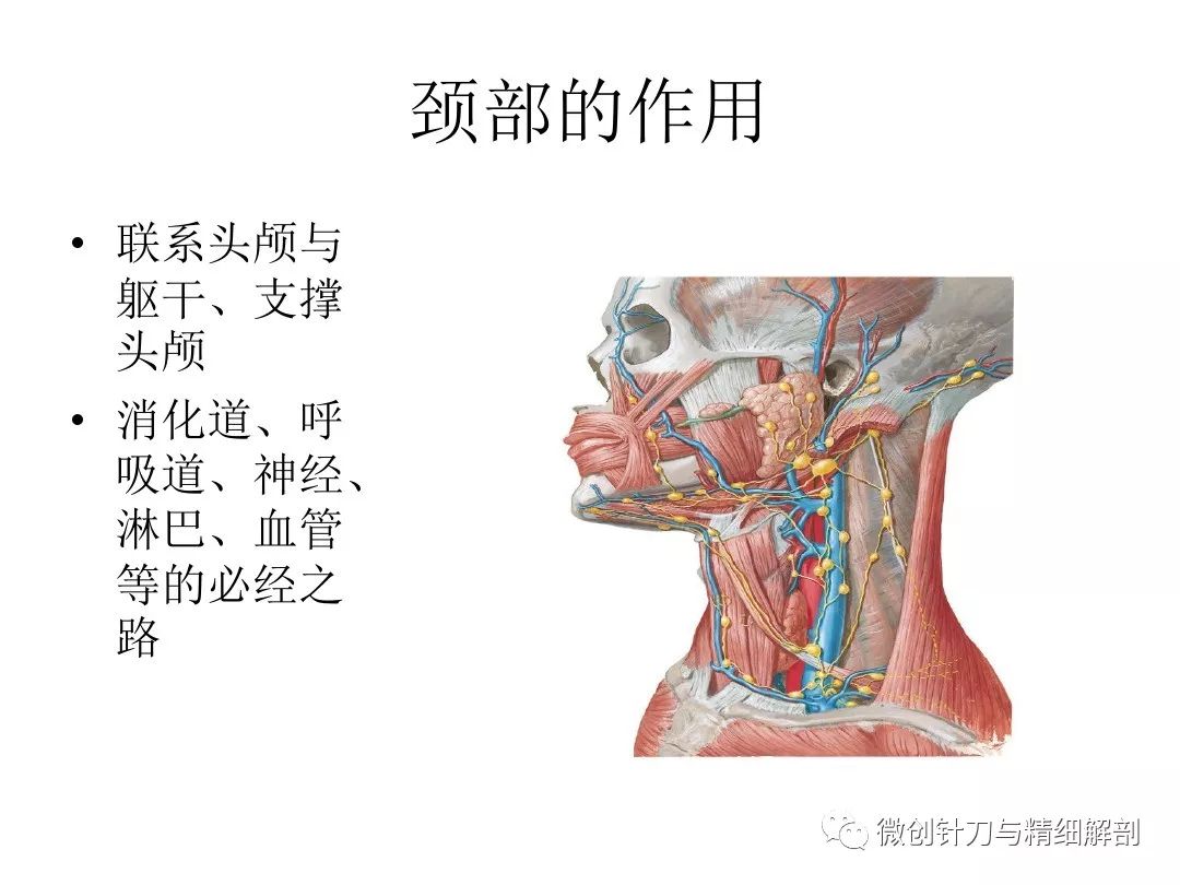 颈部的应用解剖