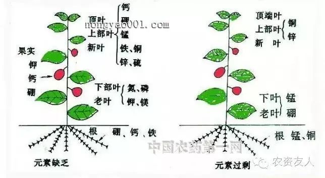 化肥中的氮,磷,钾,对植物分别有什么作用?