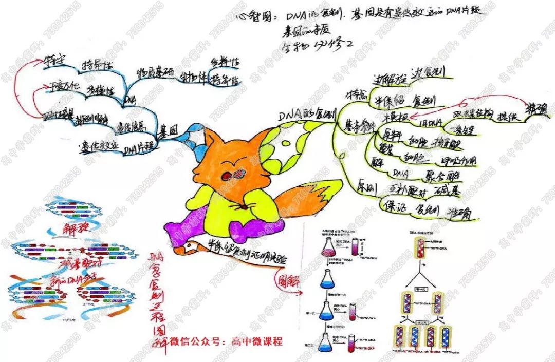 高中生物必修2知识点思维导图