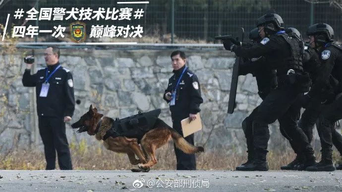 貼創可貼警犬走紅 表情包都出瞭！網友：這是男子漢的勛章