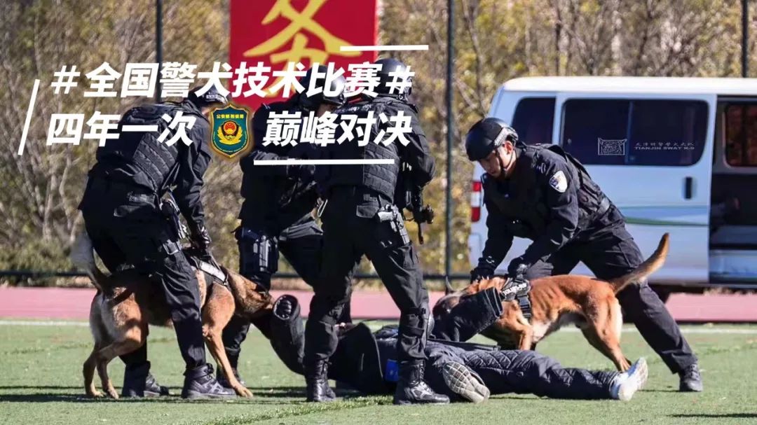 貼創可貼警犬走紅 表情包都出瞭！網友：這是男子漢的勛章