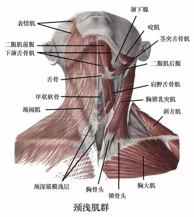 我们的颈部有18块肌肉, 它们将颅骨内的骨 与脊椎,肋笼,锁骨以及肩胛