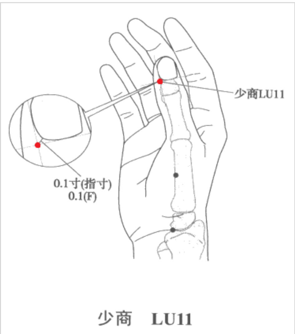 学经络—手太阴肺经