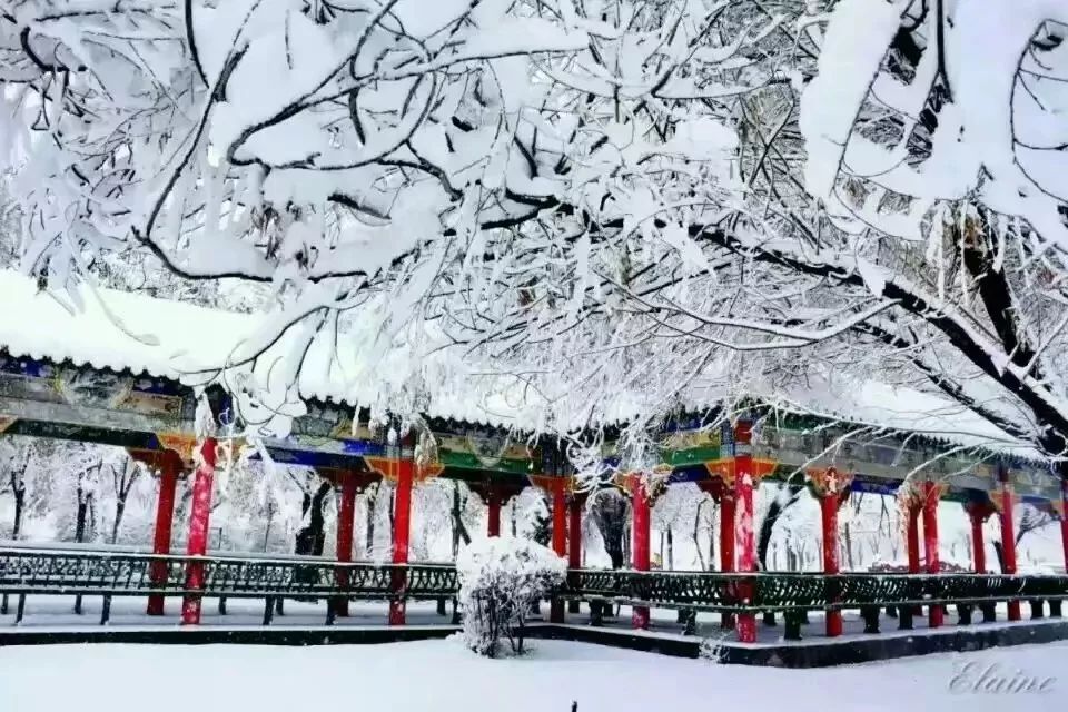 初雪后的石河子大学太美了