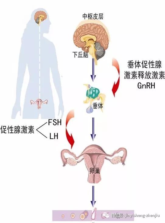 的下丘脑-垂体-卵巢轴来调节的:下丘脑分泌促性腺激素释放激素(gnrh)