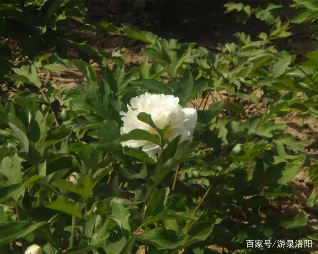 牡丹花一开，月季、玫瑰等花卉通通靠边站！