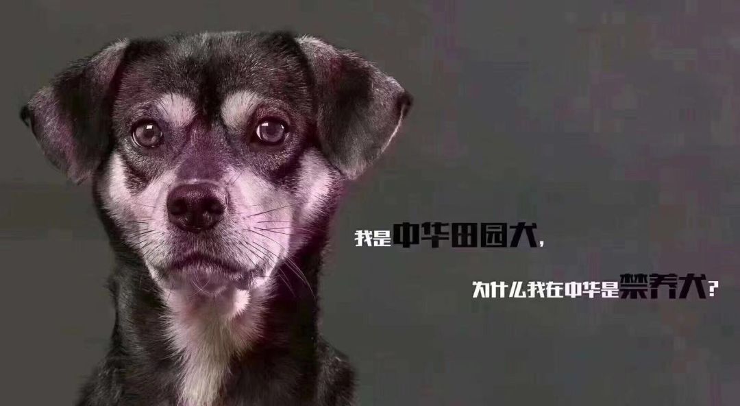 我是中华田园犬，为什么我在中华是禁养犬！