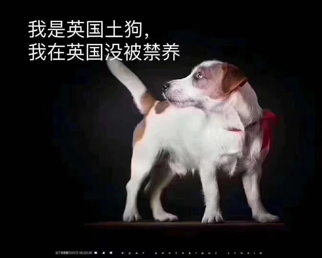 我是中华田园犬，为什么我在中华是禁养犬！