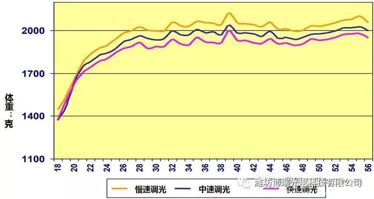 育雏育成期蛋鸡光照调整对后期产蛋的影响