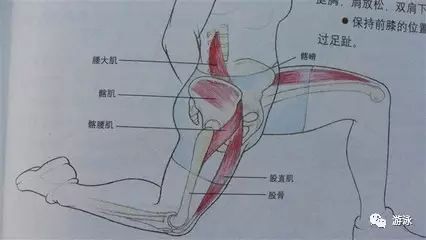 腿使不上力?答案可能在核心部位_肌肉